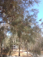 Casuarina cunninghamiana