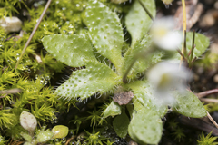 Draba praecox