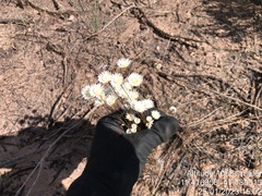 Eriocaulaceae