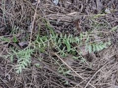 Tanacetum vulgare