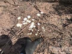 Eriocaulaceae