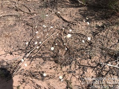 Eriocaulaceae