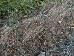 Sporobolus vaginiflorus