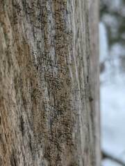 Chaenotheca hispidula