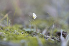 Draba praecox