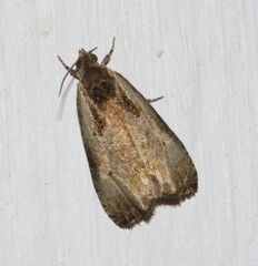 Olethreutes punctanum