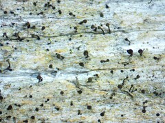 Chaenotheca hispidula