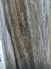 Chaenotheca hispidula