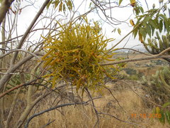 Phoradendron carneum