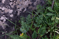 Erodium ciconium