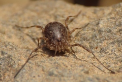 Odiellus