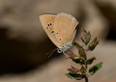 Polyommatus humedasae