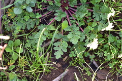 Erodium ciconium