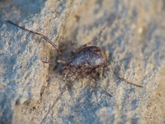Odiellus