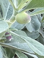 Rhopalomyia audibertiae