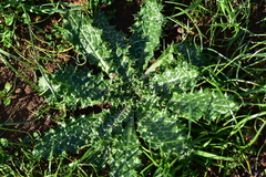 Tyrimnus leucographus