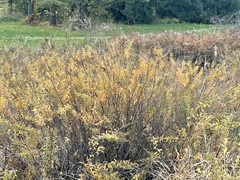 Spiraea alba