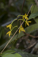 Encyclia