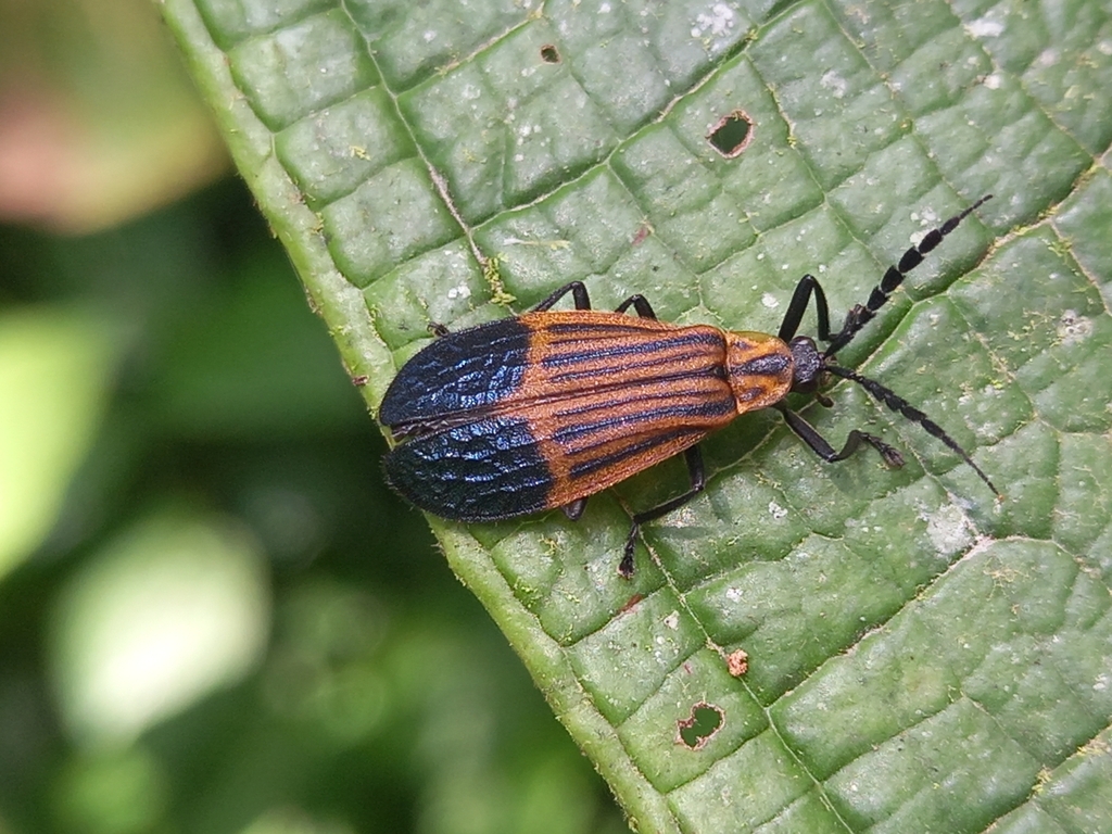 Daiphoturis