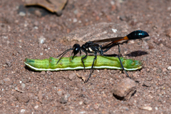 Sphecidae