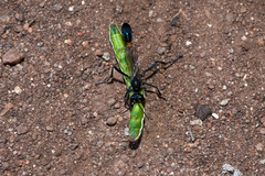 Sphecidae