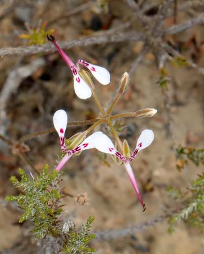 Image of Nerine Storksbill (Pelargonium ternifolium) by (c) Cecile Roux, some rights reserved (CC BY-SA)