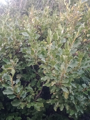 Griselinia littoralis