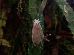 Akanthomyces