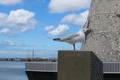 Chroicocephalus novaehollandiae novaehollandiae