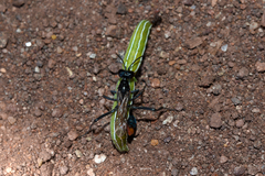 Sphecidae