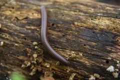 Narceus americanus