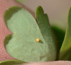 Erynnis lucilius