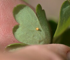 Erynnis lucilius
