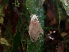 Akanthomyces