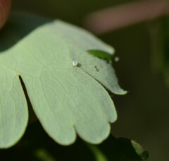 Erynnis lucilius