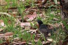 Rhipidura leucophrys leucophrys