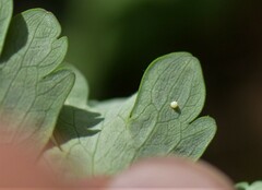 Erynnis lucilius