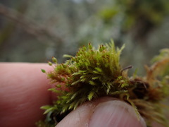 Orthotrichum pulchellum