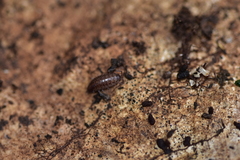 Chaetophiloscia sicula