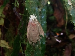 Akanthomyces