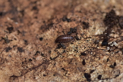 Chaetophiloscia sicula