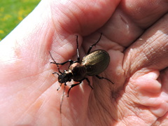 Carabus monilis