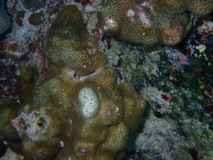 Poritidae