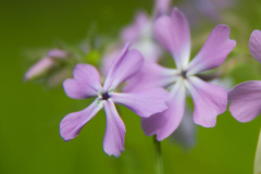 Phlox divaricata