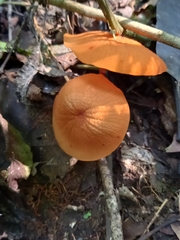 Marasmius cladophyllus