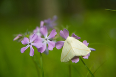 Phlox divaricata