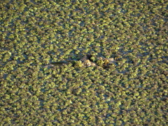 Caiman crocodilus chiapasius