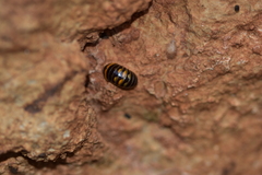 Glomeris pulchra
