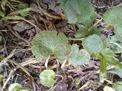 Hydrocotyle bonplandii