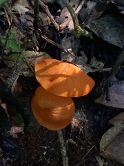 Marasmius cladophyllus